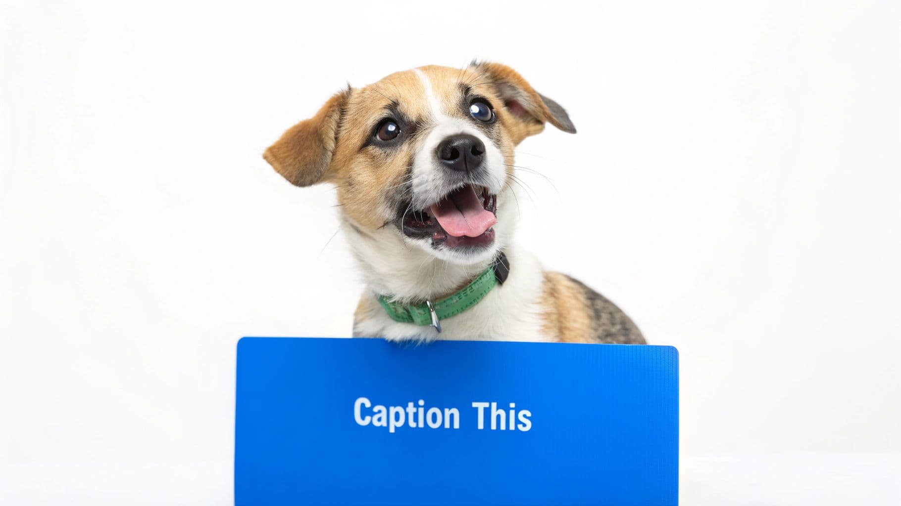 Interactive Quizzes and Trivia